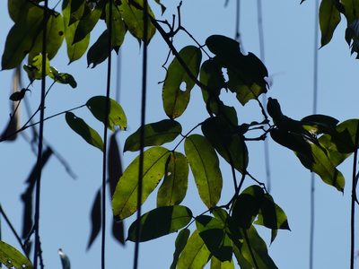 Eperua falcata, photographed by Guillaume Delaitre