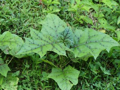 Solanum stramoniifolium, photographed by Guillaume Delaitre