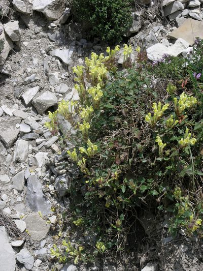 Scutellaria oreophila, photographed by Oleg Kosterin