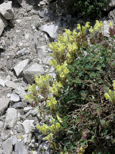 Scutellaria oreophila, photographed by Oleg Kosterin
