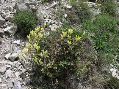Scutellaria oreophila, photographed by Oleg Kosterin