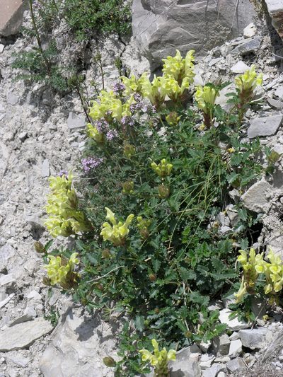 Scutellaria oreophila, photographed by Oleg Kosterin