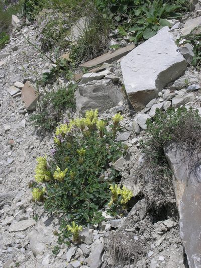 Scutellaria oreophila, photographed by Oleg Kosterin