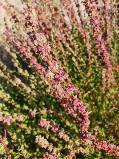 Atriplex intracontinentalis, photographed by Анна Митрошенкова