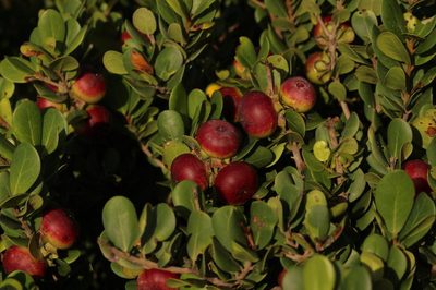 Diospyros rotundifolia, photographed by Robert Taylor