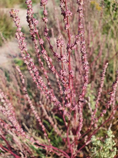 Atriplex intracontinentalis, photographed by Анна Митрошенкова