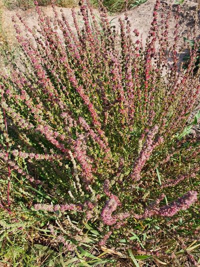 Atriplex intracontinentalis, photographed by Анна Митрошенкова