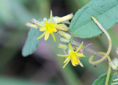 Triumfetta cana, photographed by Agnes Trekker