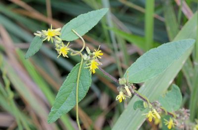 Triumfetta cana, photographed by Agnes Trekker