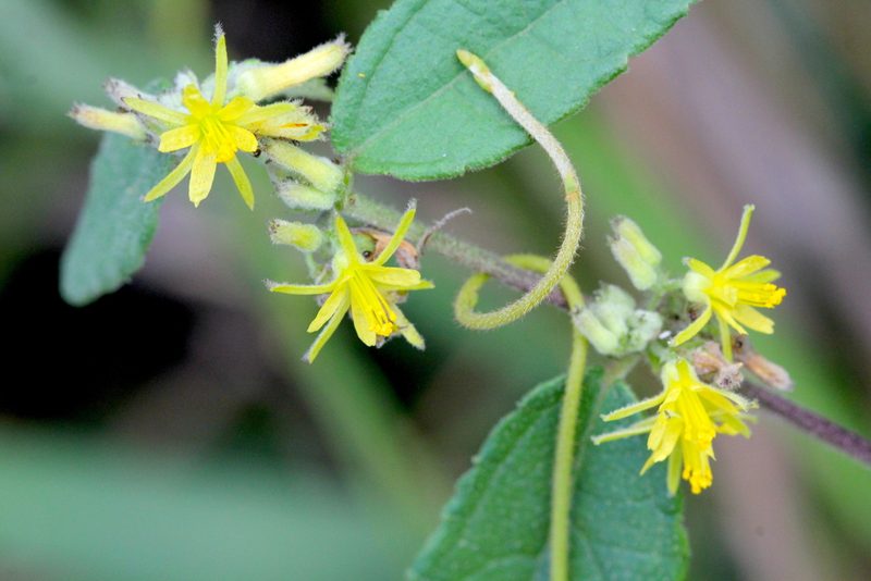 Triumfetta cana, photographed by Agnes Trekker