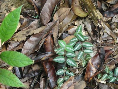 Palicourea debilis, photographed by Guillaume Delaitre
