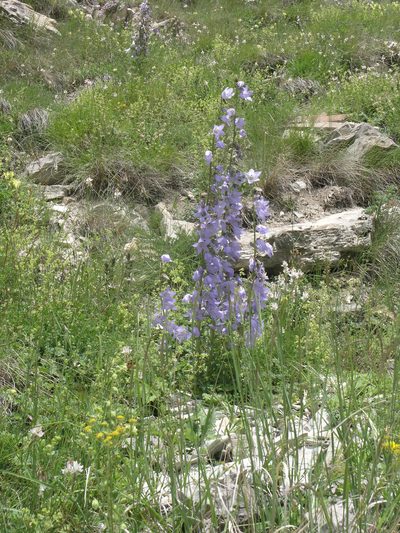 Campanula sarmatica, photographed by Oleg Kosterin