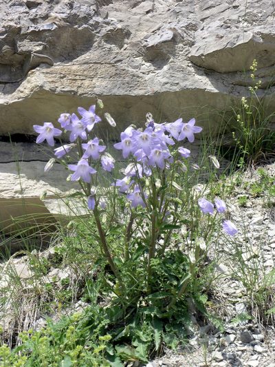 Campanula sarmatica, photographed by Oleg Kosterin