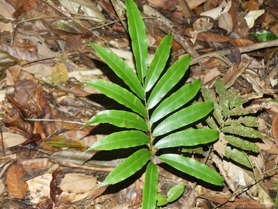 Metaxya scalaris, photographed by Guillaume Delaitre