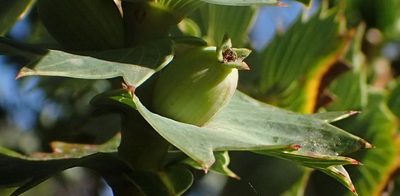 Cliffortia reniformis, photographed by Nicola van Berkel