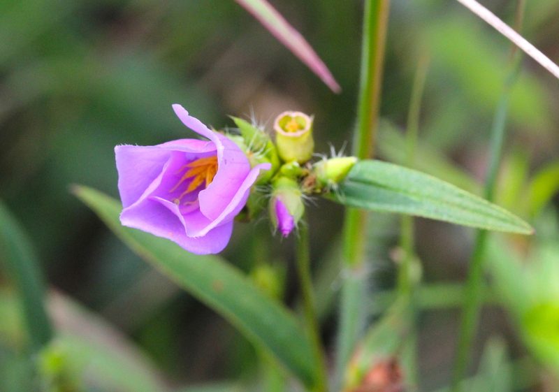 Osbeckia chinensis, photographed by Agnes Trekker