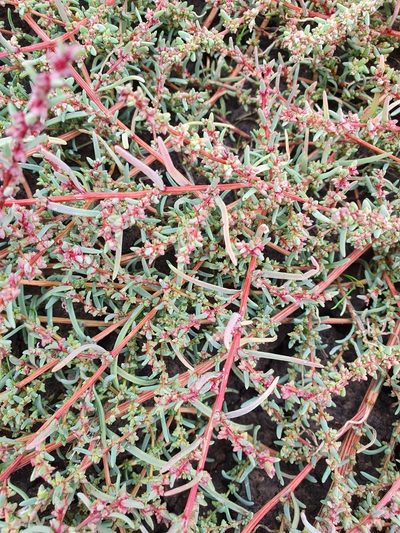 Suaeda acuminata, photographed by Анна Митрошенкова