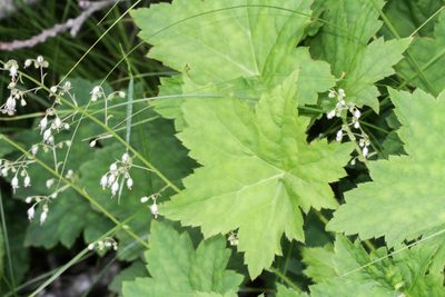 Heuchera villosa, photographed by Tom Field