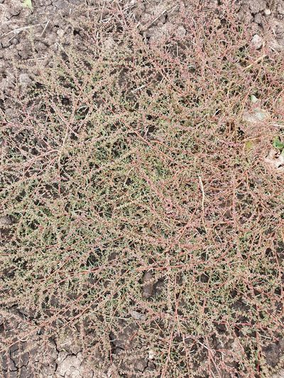 Suaeda acuminata, photographed by Анна Митрошенкова