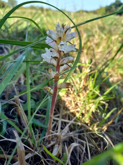 Orobanche picridis, photographed by Jean-Silouane Rebours