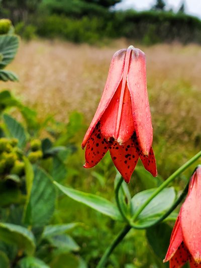 Lilium grayi, photographed by Tom Field