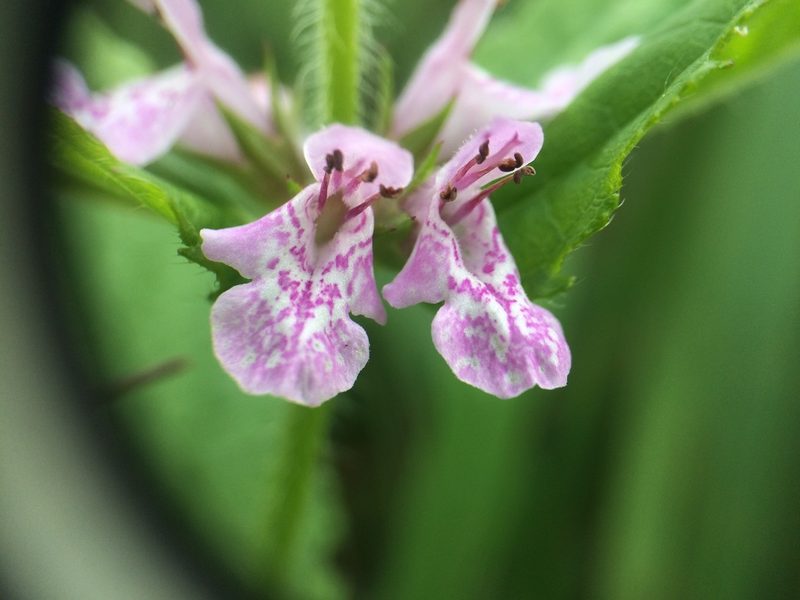 Stachys hispida, photographed by Étienne Lacroix-Carignan
