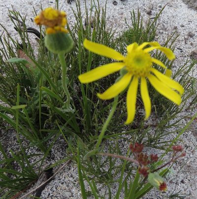 Senecio erosus, photographed by linkie