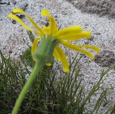 Senecio erosus, photographed by linkie
