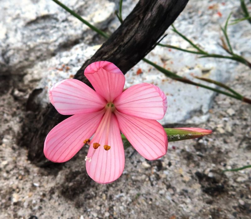 Geissorhiza schinzii, photographed by linkie