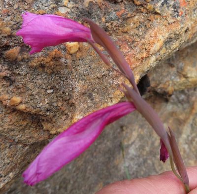 Gladiolus hirsutus, photographed by linkie