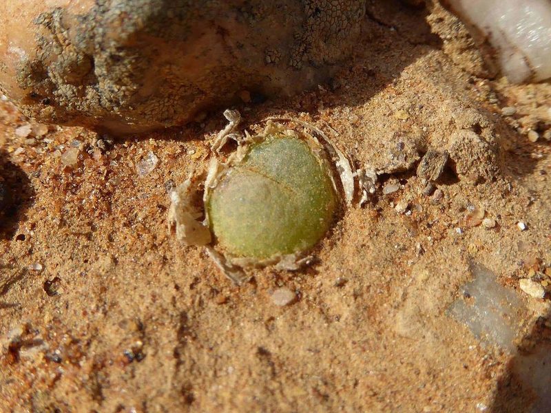 Conophytum subfenestratum, photographed by Andrew Hankey
