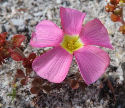 Oxalis obtusa, photographed by linkie
