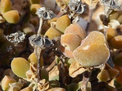 Drosanthemopsis diversifolia, photographed by Andrew Hankey