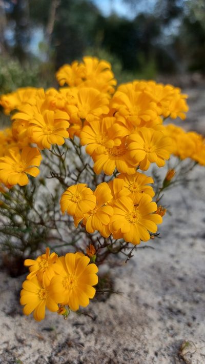 Steirodiscus speciosus, photographed by Jacques van der Merwe