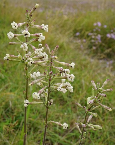 Silene multiflora, photographed by Patrick Hacker