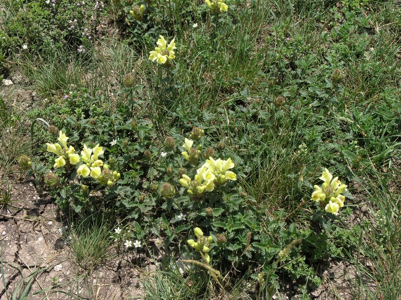 Scutellaria oreophila, photographed by Oleg Kosterin