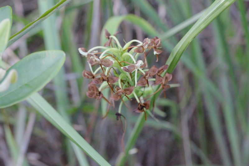 Habenaria linguella, photographed by Agnes Trekker