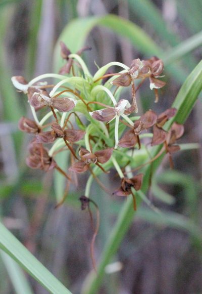 Habenaria linguella, photographed by Agnes Trekker
