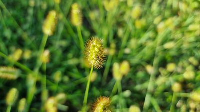 Setaria pumila, photographed by Julien Lepage