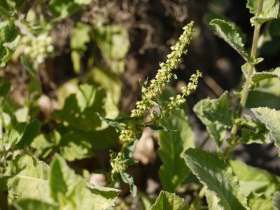 Rumex dentatus, photographed by Dinesh Valke