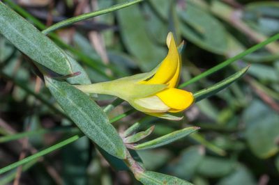 Rafnia crassifolia, photographed by magriet b