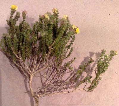 Aspalathus millefolia, photographed by Charles Stirton