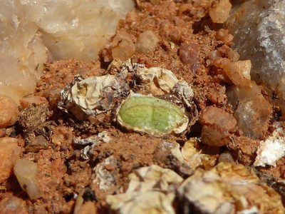 Conophytum violaciflorum, photographed by Andrew Hankey