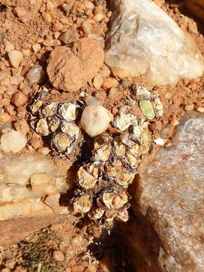 Conophytum violaciflorum, photographed by Andrew Hankey