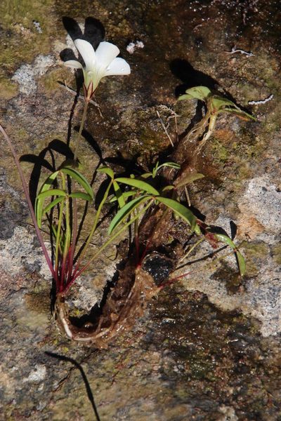 Oxalis oligophylla, photographed by Tony Rebelo