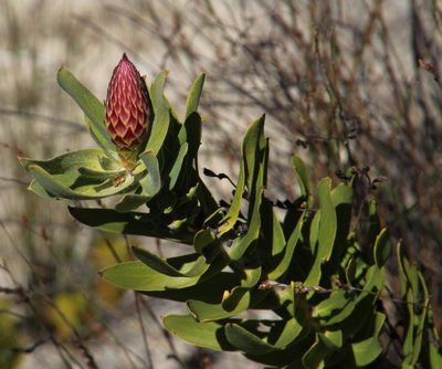 Leucospermum vestitum, photographed by Tony Rebelo