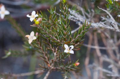 Lachnaea filicaulis, photographed by magriet b