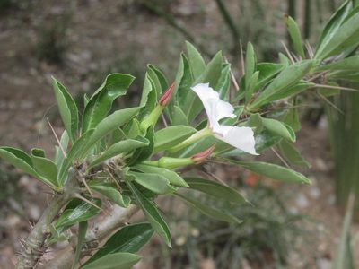 Pachypodium saundersii, photographed by Caroline Voget