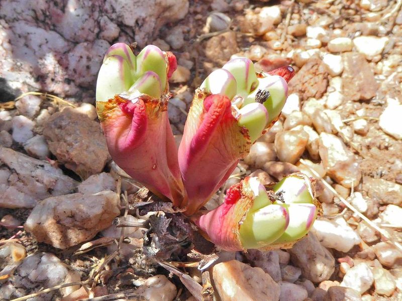 Conophytum frutescens, photographed by Andrew Hankey