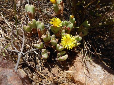 Conophytum frutescens, photographed by Andrew Hankey